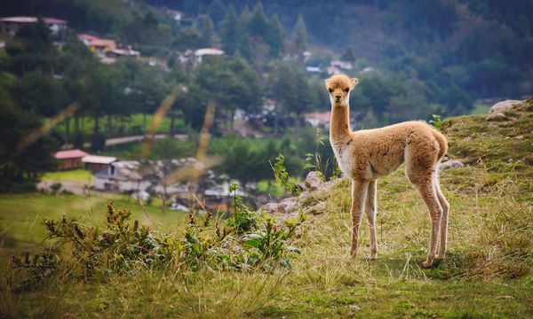 Stop ai cartelloni LED: il Perù difende il buio naturale e combatte l’inquinamento luminoso