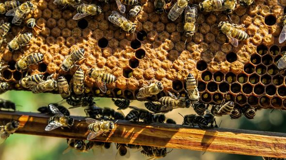 Le api e le farfalle europee verso l’estinzione: a rischio la sicurezza alimentare e la biodiversità