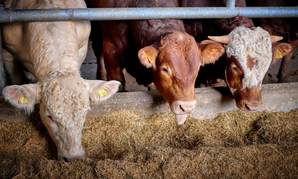 Allevamenti intensivi in Pianura Padana: oltre 12 milioni di tonnellate di gas serra l’anno