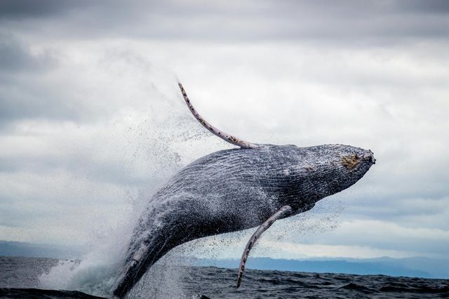 Balene megattere dell’Australia orientale