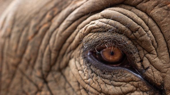 Elefanti, custodi della biodiversità: perché la loro scomparsa riguarda tutti noi