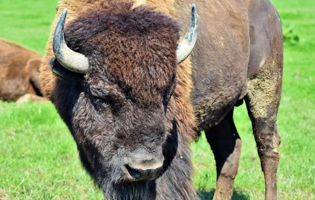 Messico, i bisonti tornano nel deserto di Chihuahua