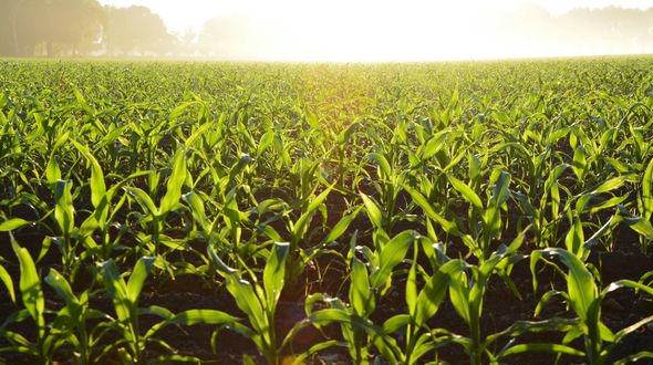 Mais, soia e sorgo: il cambiamento climatico aumenta la variabilità dei raccolti e minaccia la sicurezza alimentare