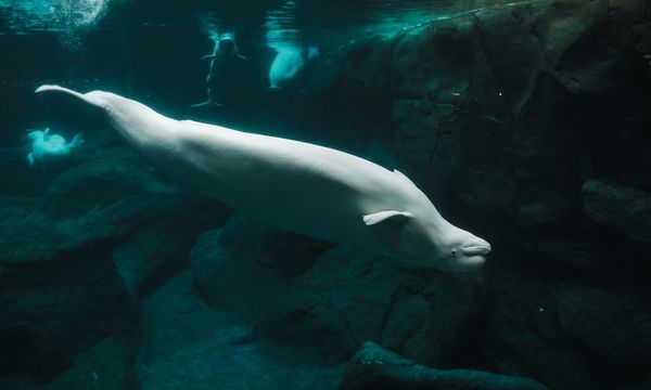 Canada, il primo santuario per balene e delfini ritirati dalla cattività aprirà entro il 2026