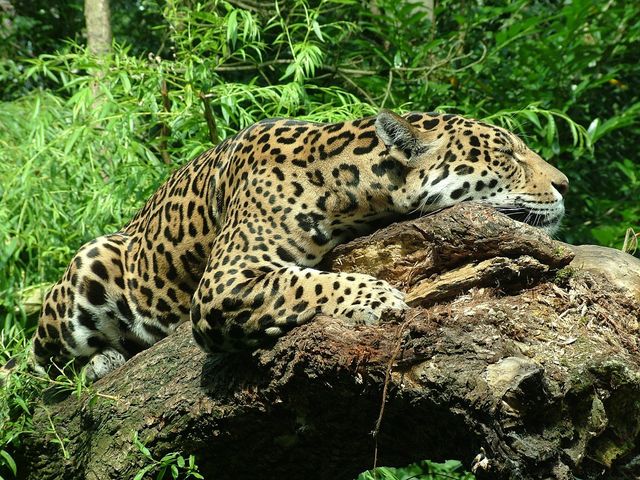 Argentina, avvistato il primo cucciolo di giaguaro selvatico