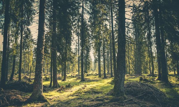 Cambiamenti climatici, i danni alle foreste in Europa aumenteranno del 20% entro fine secolo