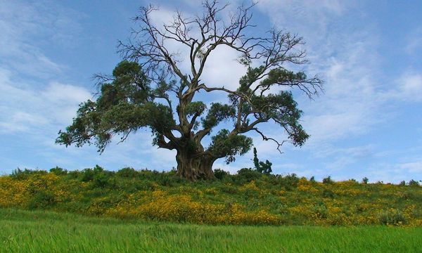 Etiopia, 46 miliardi di alberi piantati in sette anni: la Green Legacy Initiative sta trasformando il Paese