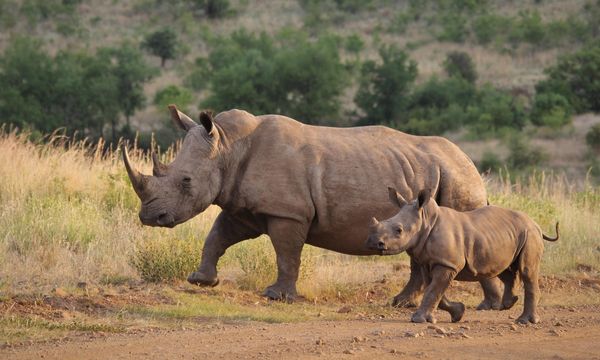 Uganda, i rinoceronti tornano nel Kidepo Valley National Park dopo 43 anni di assenza