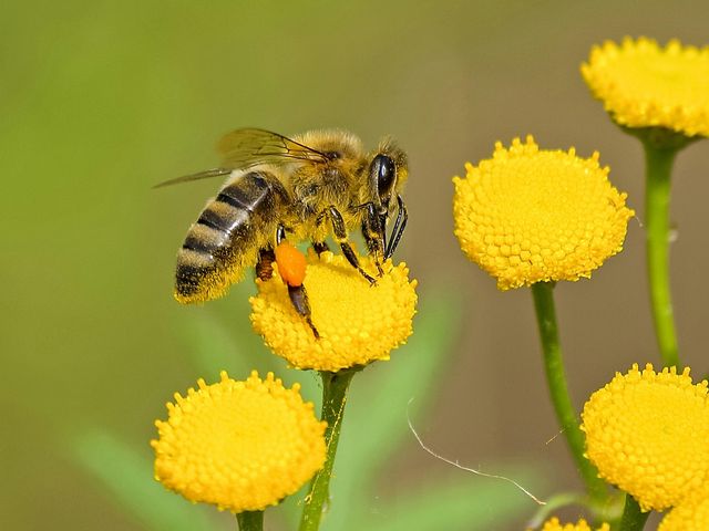Le api e le farfalle europee verso l’estinzione