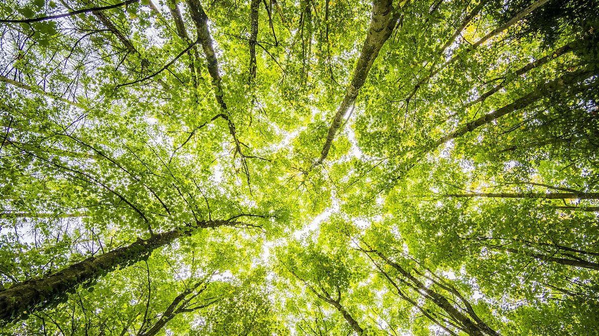 In Portogallo è nata la prima Foresta Terapeutica certificata della penisola iberica