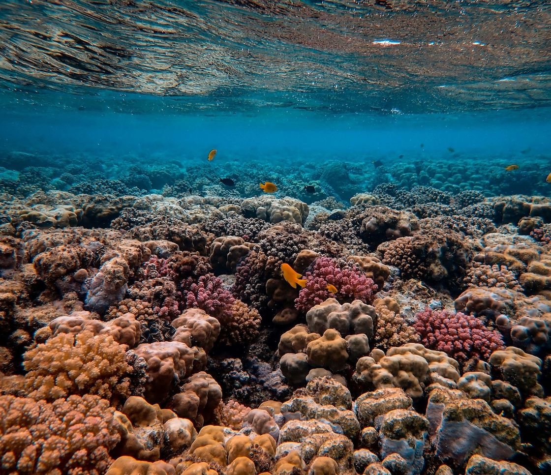 La Grande barriera corallina ha perso un terzo dei coralli: il 2025 è l’anno peggiore di sempre