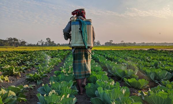 Pesticidi nel piatto: quasi un alimento su due contiene residui chimici