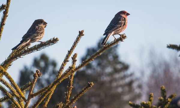 Il ritorno (lento) degli uccelli in Francia dopo il bando dei pesticidi killer per le api