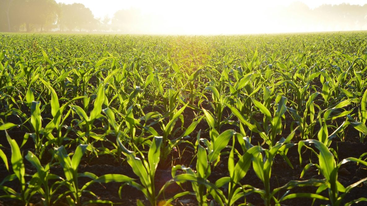 Mais, soia e sorgo: il cambiamento climatico aumenta la variabilità dei raccolti e minaccia la sicurezza alimentare