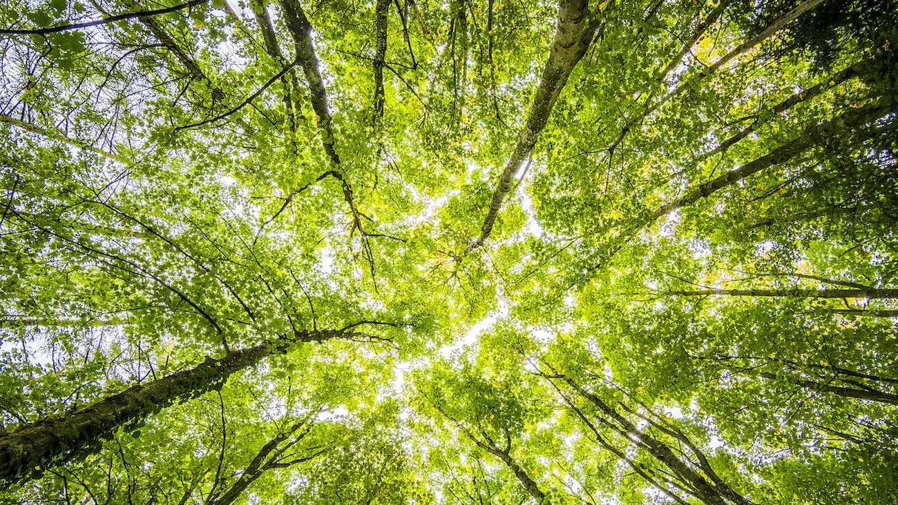 In Portogallo è nata la prima Foresta Terapeutica certificata della penisola iberica