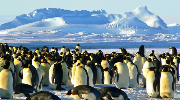 Cambiamenti climatici, i pinguini antartici anticipano la stagione riproduttiva