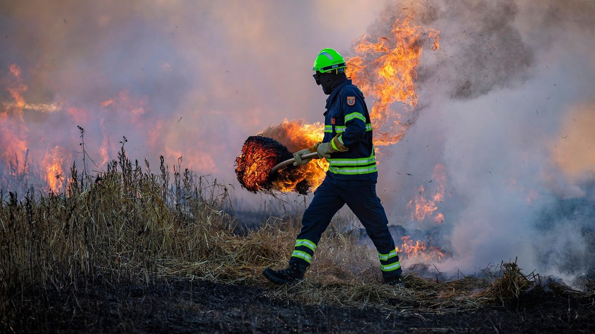 Indonesia, gli incendi prosciugano le foreste del Borneo: gli animali muoiono di sete