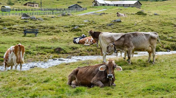 Caldo estremo e agricoltura, il rapporto Fao-Omm: rese in calo e bestiame a rischio