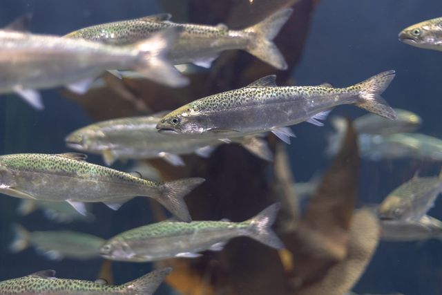 Gli allevamenti di salmone nei fiordi in Norvegia inquinano come le acque reflue non trattate di 30 milioni di persone
