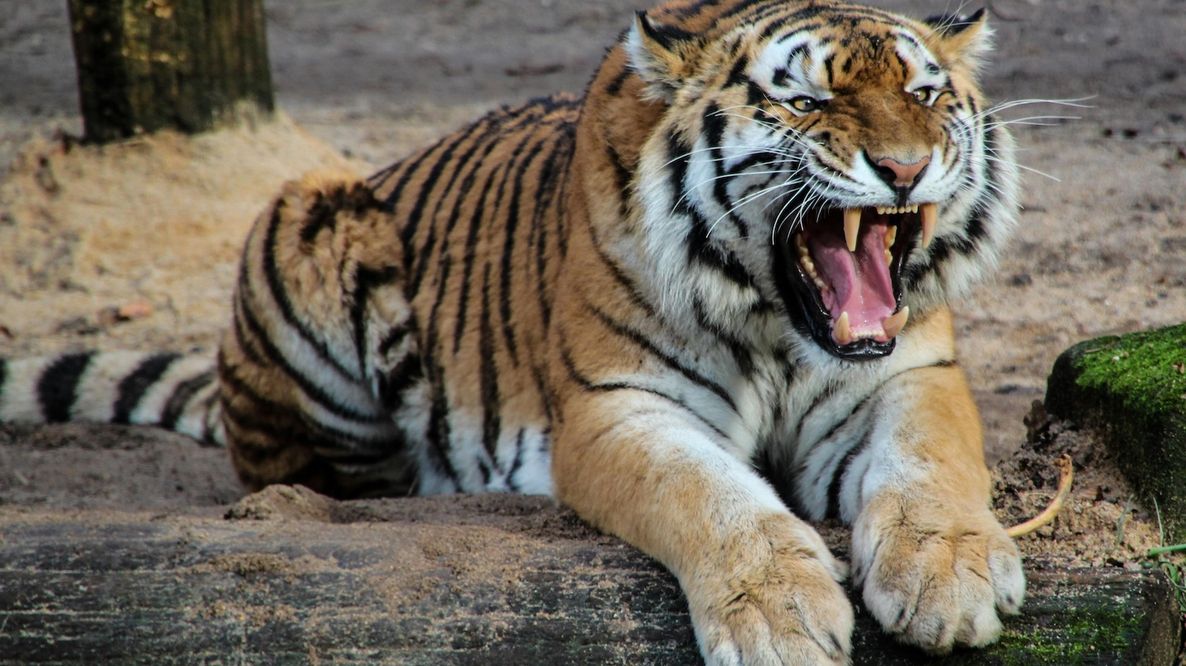 Le tigri tornano a crescere in natura, ma il grande felino resta a rischio estinzione