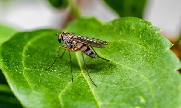 Arbovirosi in Italia e cambiamento climatico: dengue e West Nile non sono più malattie tropicali