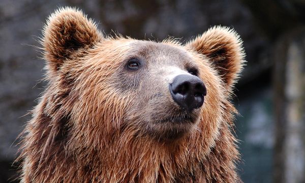 Orso bruno marsicano, uno studio genetico svela la sua unicità