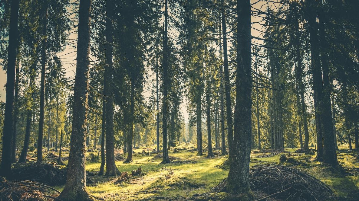 Cambiamenti climatici, i danni alle foreste in Europa aumenteranno del 20% entro fine secolo