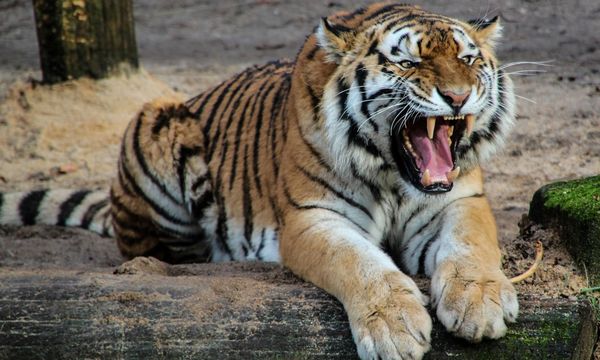 Le tigri tornano a crescere in natura, ma il grande felino resta a rischio estinzione