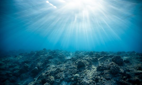 I coralli nel Mediterraneo sono a rischio estinzione