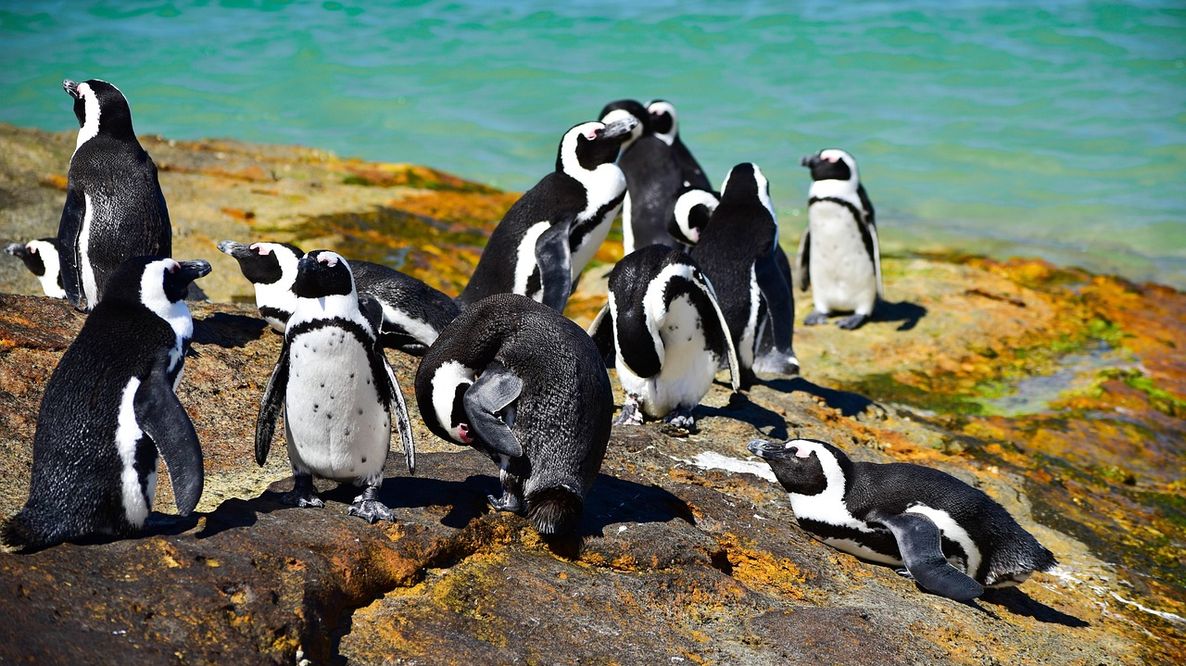 Sudafrica, migliaia di pinguini africani morti di fame: sempre meno cibo a causa del cambiamento climatico