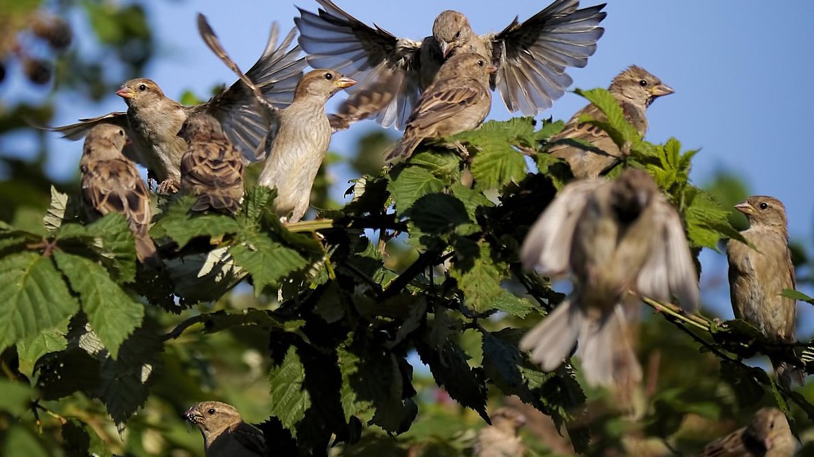 Uccelli selvatici in forte calo nelle campagne italiane: biodiversità agricola sempre più fragile