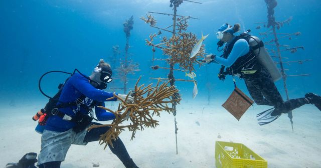 Gli alberi sottomarini per ripristinare i coralli