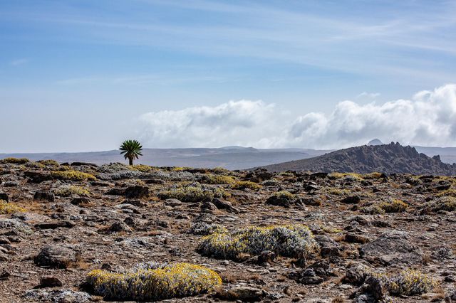 Etiopia, 46 miliardi di alberi piantati in sette anni