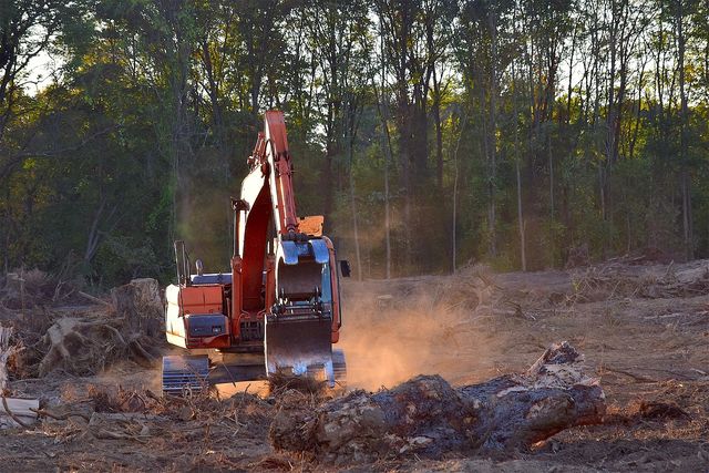 Deforestazione, la strage silenziosa