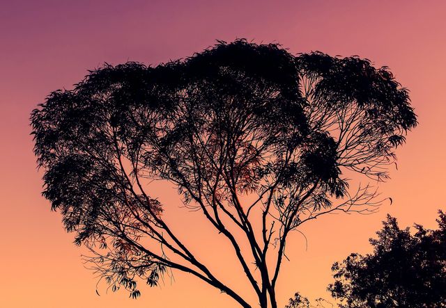 Caldo e piante