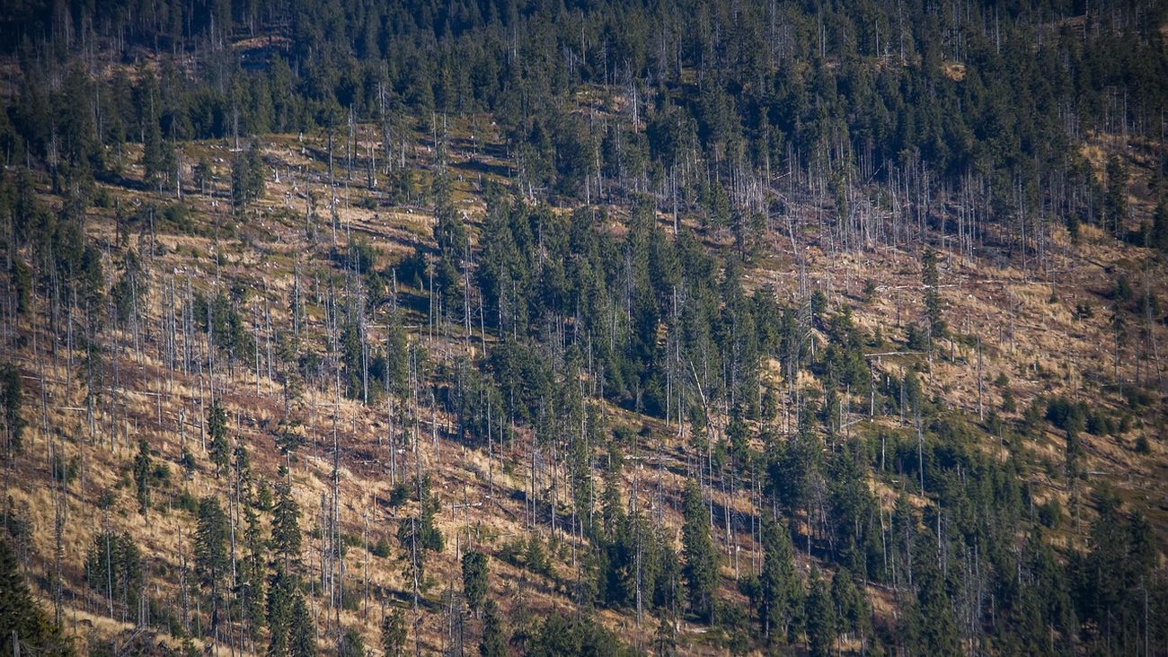 Deforestazione Made in Italy: i consumi italiani mettono a rischio 31mila ettari di foresta l’anno