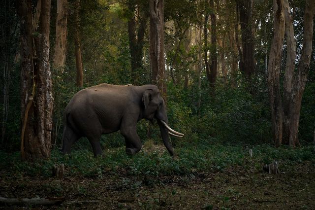 Non sono gli animali ad attraversare la strada