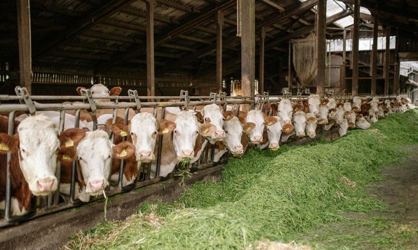 Carne e latticini inquinano più del petrolio: 45 aziende generano oltre un miliardo di tonnellate di gas serra