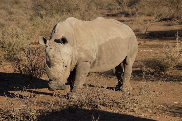 Uganda, i rinoceronti tornano nel Kidepo Valley National Park