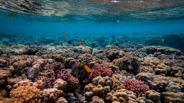 La Grande barriera corallina ha perso un terzo dei coralli: il 2025 è l’anno peggiore di sempre