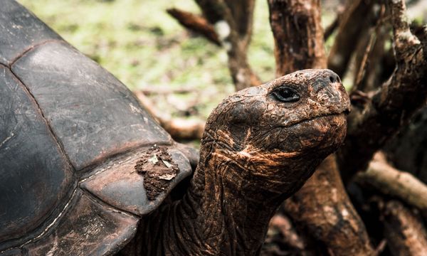 Seychelles, oltre 180.000 tartarughe giganti su un solo atollo