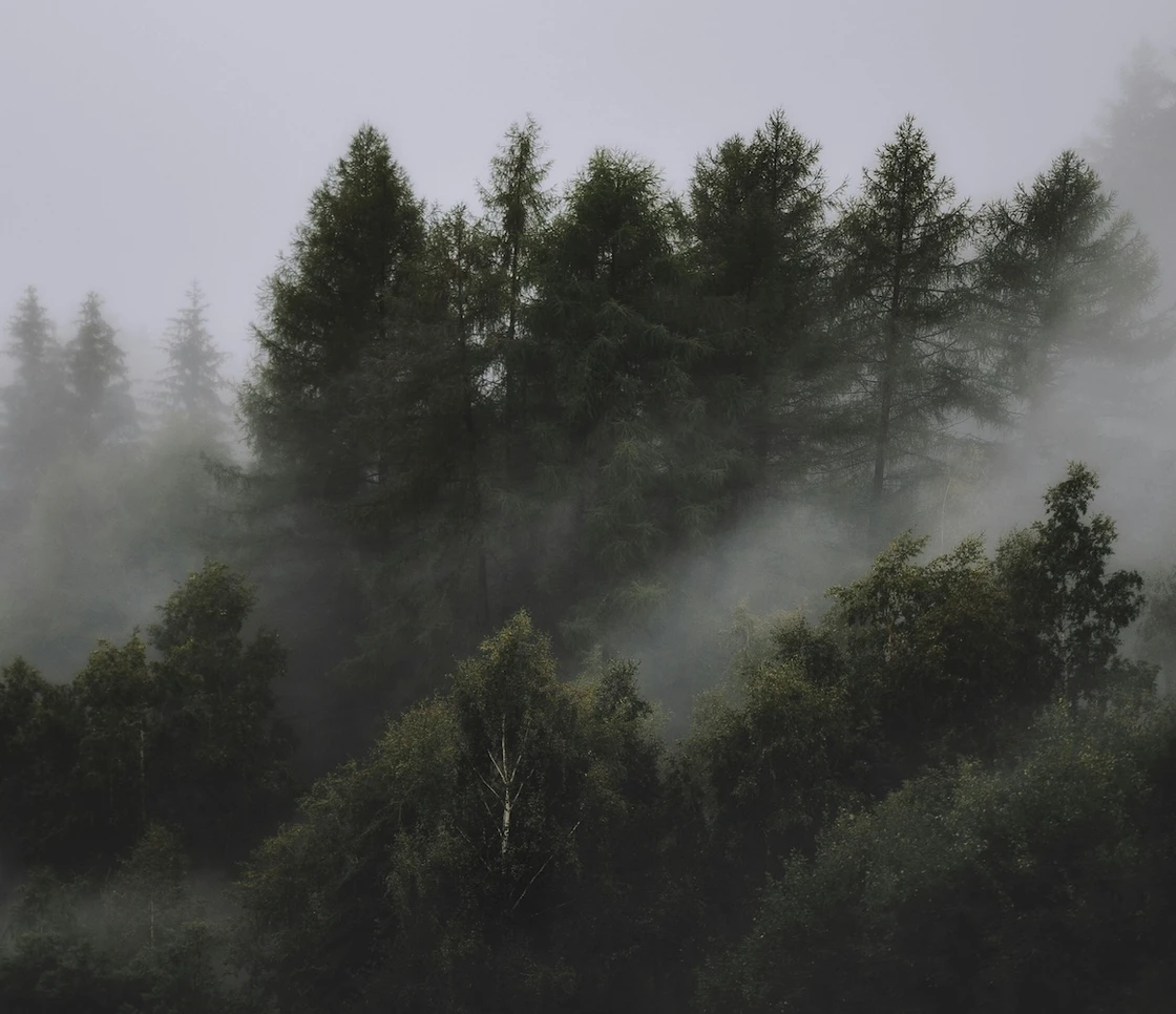 Tropical Forests Forever Facility: nasce a Belém il fondo che paga i Paesi per conservare le foreste