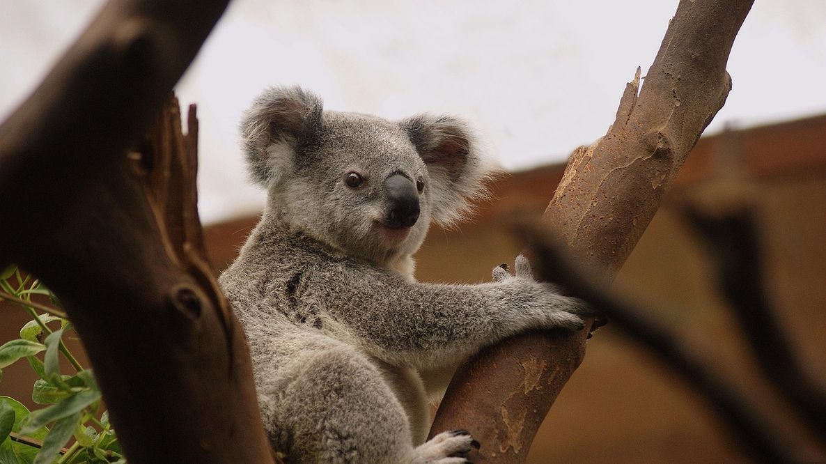 Koala, approvato il primo vaccino al mondo contro la clamidia: riduce la mortalità del 65%