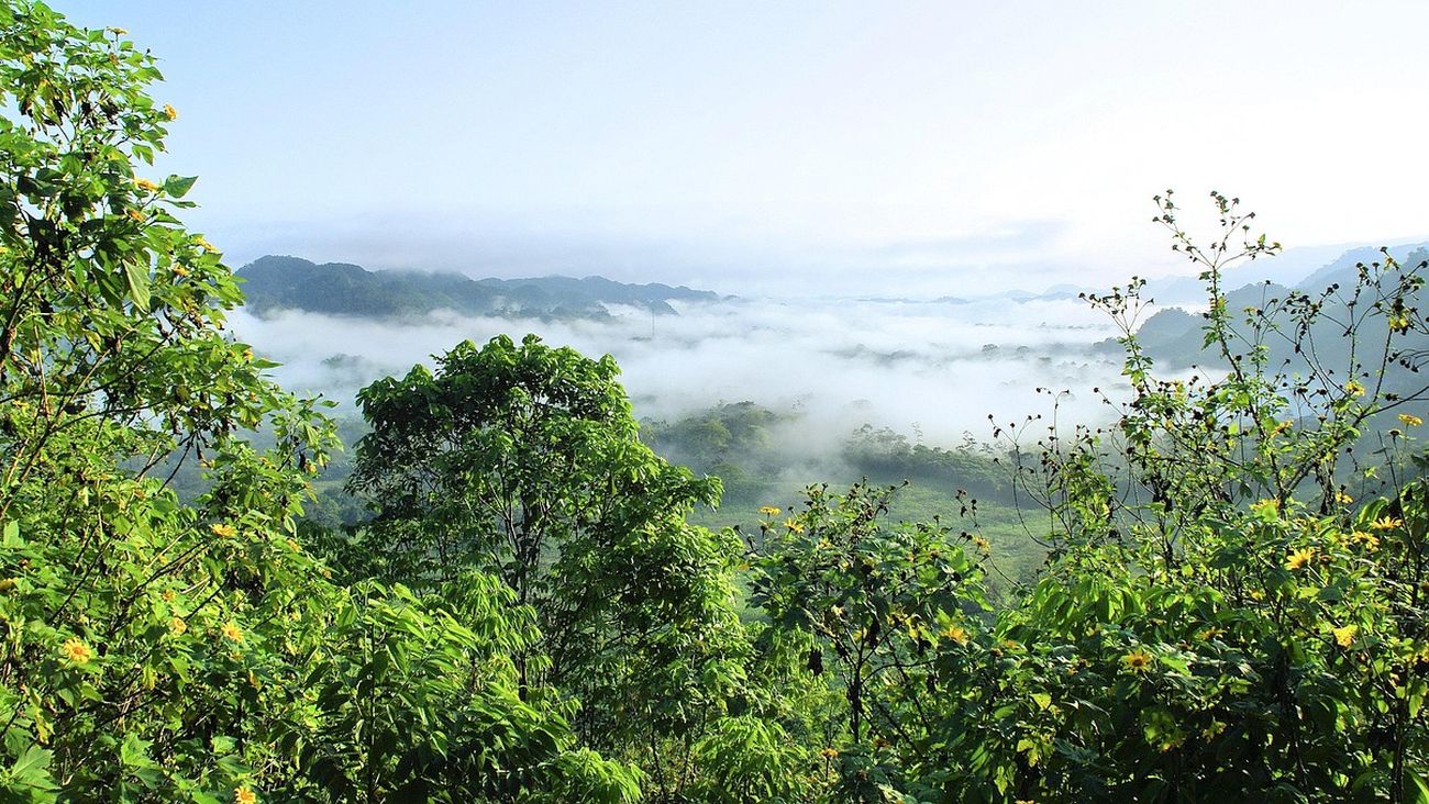 Brasile, sospesa la moratoria sulla soia: a rischio la foresta amazzonica alla vigilia della Cop30