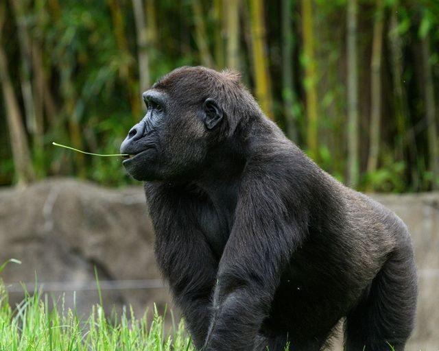 Gorilla a rischio estinzione