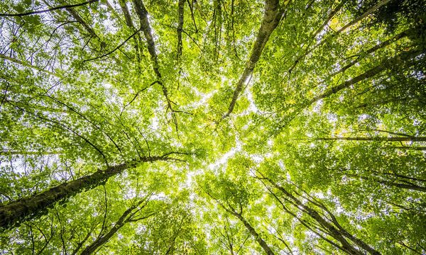 In Portogallo è nata la prima Foresta Terapeutica certificata della penisola iberica