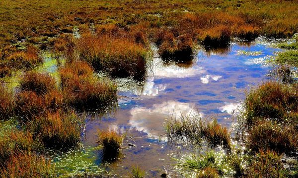 Zone umide in pericolo: in Italia il 40% degli habitat d’acqua dolce è a rischio