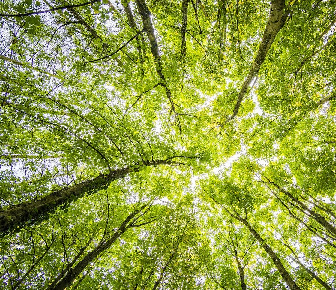 In Portogallo è nata la prima Foresta Terapeutica certificata della penisola iberica