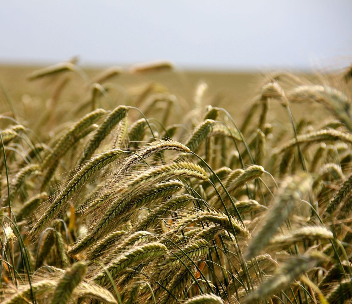 Kernza, il cereale perenne che resiste alla siccità: in Kansas si sperimenta l’agricoltura del futuro