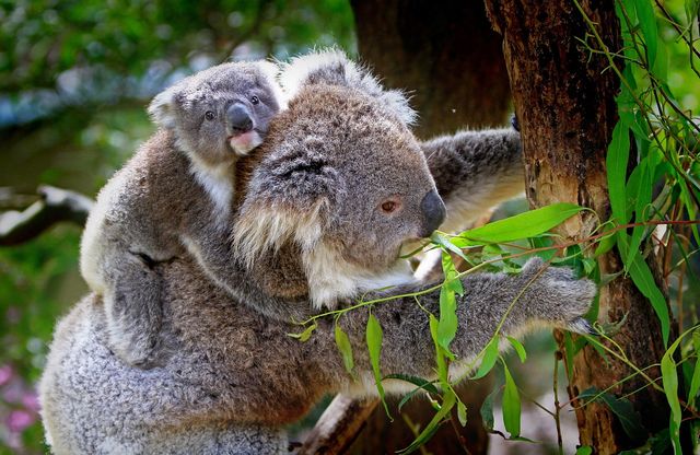 Koala, approvato il primo vaccino al mondo contro la clamidia